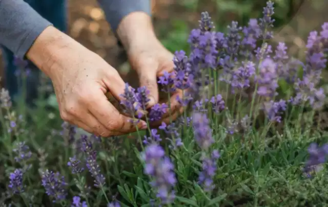Hände pflegen blühenden Lavendel in einem natürlich angelegten Gartenbeet; Thema Stiefmütterchen, Schwerpunkt Sortenwahl; Praxisalltag.