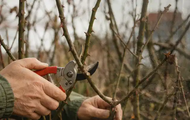 Hände schneiden einen älteren Rosenstrauch mit einer sauberen Gartenschere; Thema Stiefmütterchen, Schwerpunkt Standort; Kontrolle.