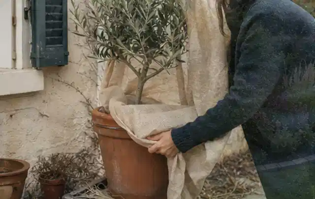 Person umhüllt eine mediterrane Kübelpflanze mit atmungsaktivem Winterschutz; Thema Stiefmütterchen, Schwerpunkt Standort; Praxisalltag.