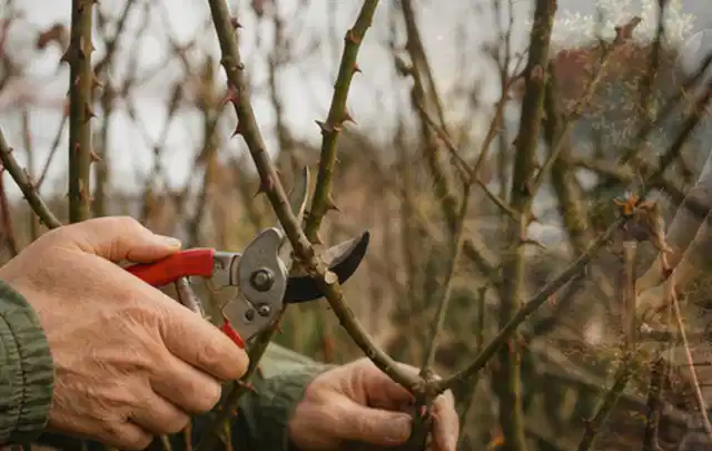 Hände schneiden einen älteren Rosenstrauch mit einer sauberen Gartenschere; Thema Stiefmütterchen, Schwerpunkt Topfkultur; Umsetzung.