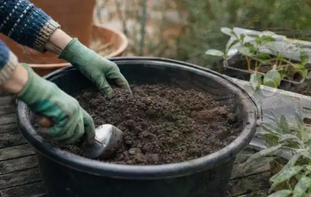 Behandschuhte Hände bereiten lockere Pflanzerde in einem großen Kübel vor; Thema Stiefmütterchen, Schwerpunkt Topfkultur; Kontrolle.