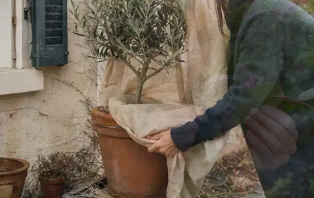 Person umhüllt eine mediterrane Kübelpflanze mit atmungsaktivem Winterschutz; Thema Stiefmütterchen, Schwerpunkt Topfkultur; Ergebnis.