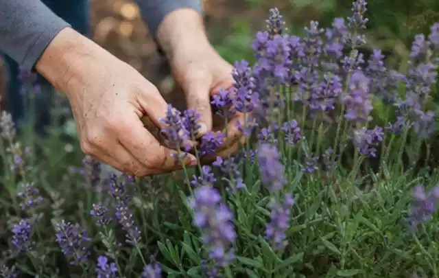 Hände pflegen blühenden Lavendel in einem natürlich angelegten Gartenbeet; Thema Stiefmütterchen, Schwerpunkt Vermehrung; Umsetzung.