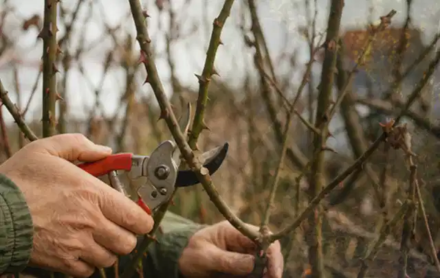 Hände schneiden einen älteren Rosenstrauch mit einer sauberen Gartenschere; Thema Stiefmütterchen, Schwerpunkt Wachstum; Kontrolle.