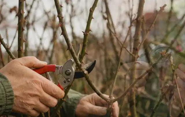 Hände schneiden einen älteren Rosenstrauch mit einer sauberen Gartenschere; Thema Stiefmütterchen, Schwerpunkt Winterpflege; Ausgangslage.