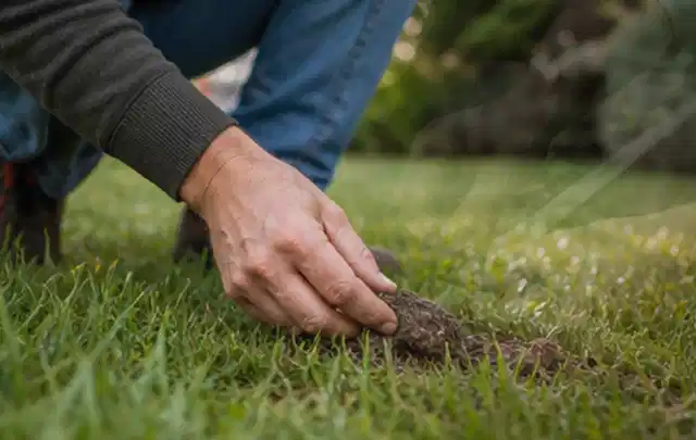 Hand hebt eine kleine Bodenprobe aus einer grünen Rasenfläche; Thema Stihl iMow, Schwerpunkt Kosten; Ausgangslage.