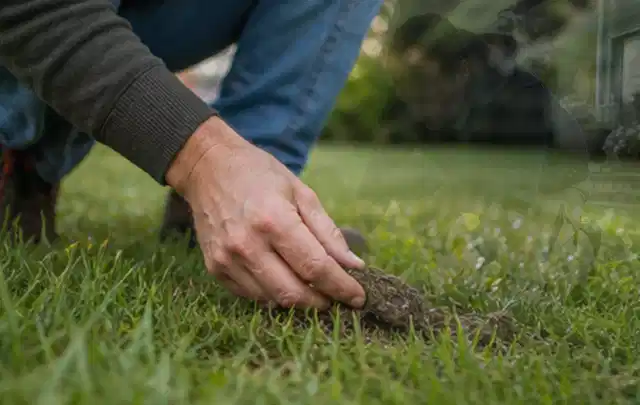 Hand hebt eine kleine Bodenprobe aus einer grünen Rasenfläche; Thema Stihl iMow, Schwerpunkt Reinigung; Ergebnis.