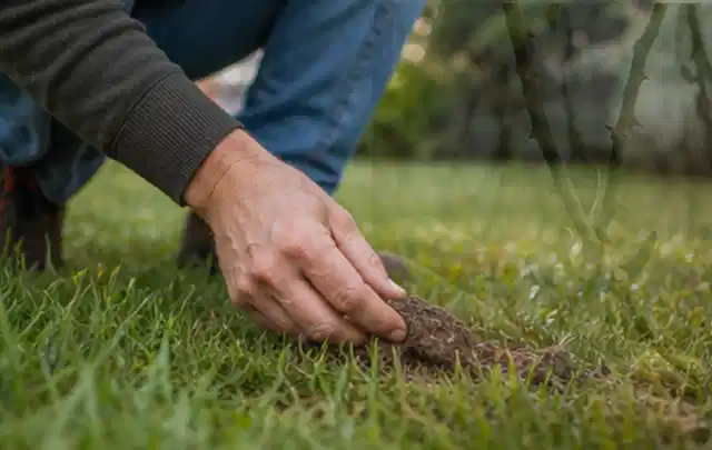 Hand hebt eine kleine Bodenprobe aus einer grünen Rasenfläche; Thema Stihl iMow, Schwerpunkt Sicherheit; Kontrolle.