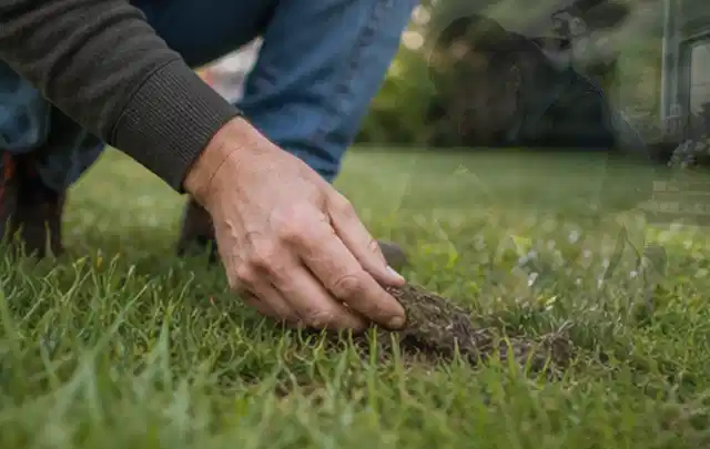 Hand hebt eine kleine Bodenprobe aus einer grünen Rasenfläche; Thema Stihl iMow, Schwerpunkt Vergleich; Praxisalltag.