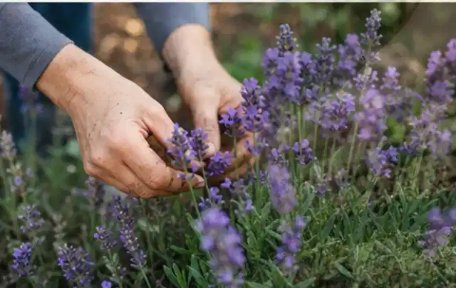 Hände pflegen blühenden Lavendel in einem natürlich angelegten Gartenbeet; Thema Sträucher, Schwerpunkt Pflanzen; Ausgangslage.