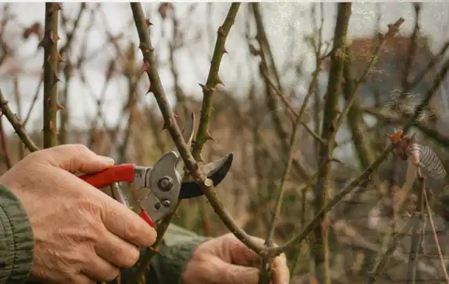 Hände schneiden einen älteren Rosenstrauch mit einer sauberen Gartenschere; Thema Sträucher, Schwerpunkt Pflanzen; Kontrolle.