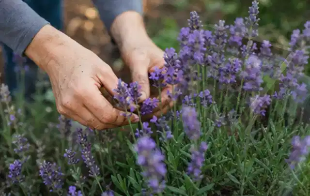 Hände pflegen blühenden Lavendel in einem natürlich angelegten Gartenbeet; Thema Sukkulenten, Schwerpunkt Boden; Ausgangslage.