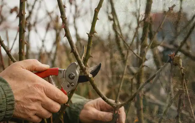 Hände schneiden einen älteren Rosenstrauch mit einer sauberen Gartenschere; Thema Sukkulenten, Schwerpunkt Boden; Praxisalltag.