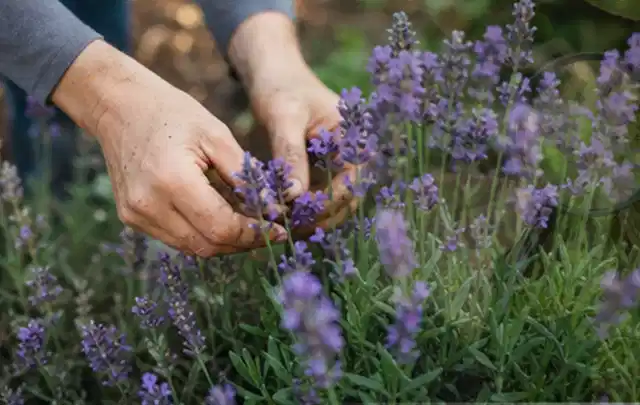Hände pflegen blühenden Lavendel in einem natürlich angelegten Gartenbeet; Thema Sukkulenten, Schwerpunkt Düngung; Umsetzung.