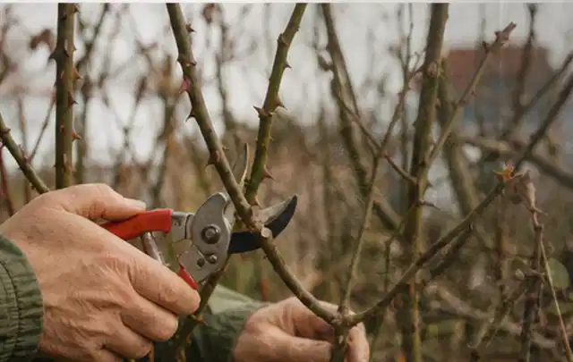Hände schneiden einen älteren Rosenstrauch mit einer sauberen Gartenschere; Thema Sukkulenten, Schwerpunkt Düngung; Kontrolle.