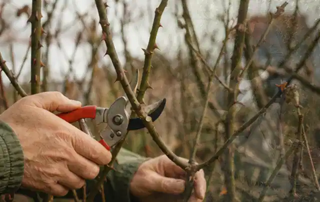 Hände schneiden einen älteren Rosenstrauch mit einer sauberen Gartenschere; Thema Sukkulenten, Schwerpunkt Einsteigerwissen; Umsetzung.