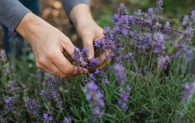 Hände pflegen blühenden Lavendel in einem natürlich angelegten Gartenbeet; Thema Sukkulenten, Schwerpunkt Fehlerhilfe; Ausgangslage.