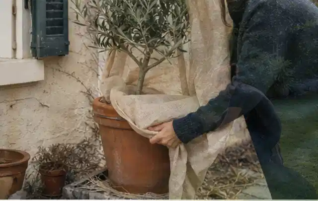 Person umhüllt eine mediterrane Kübelpflanze mit atmungsaktivem Winterschutz; Thema Sukkulenten, Schwerpunkt Fehlerhilfe; Praxisalltag.