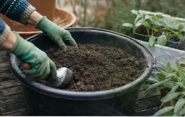 Behandschuhte Hände bereiten lockere Pflanzerde in einem großen Kübel vor; Thema Sukkulenten, Schwerpunkt Gartenpraxis; Ausgangslage.
