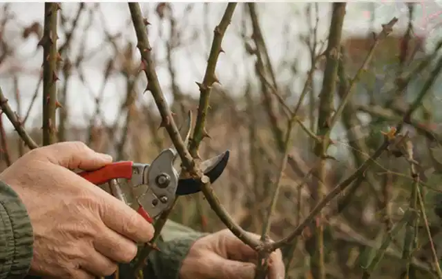 Hände schneiden einen älteren Rosenstrauch mit einer sauberen Gartenschere; Thema Sukkulenten, Schwerpunkt Gartenpraxis; Umsetzung.
