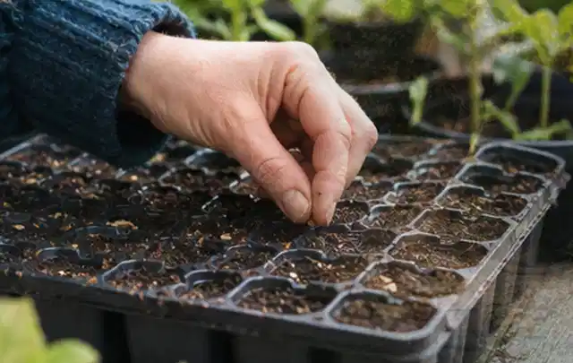 Hand legt einzelne Samen in vorbereitete Anzuchtschalen mit lockerer Erde; Thema Sukkulenten, Schwerpunkt Gartenpraxis; Ergebnis.
