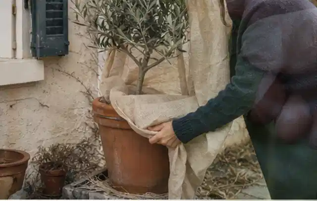 Person umhüllt eine mediterrane Kübelpflanze mit atmungsaktivem Winterschutz; Thema Sukkulenten, Schwerpunkt Jahrespflege; Ergebnis.