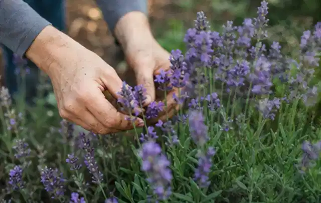 Hände pflegen blühenden Lavendel in einem natürlich angelegten Gartenbeet; Thema Sukkulenten, Schwerpunkt Kaufberatung; Ergebnis.