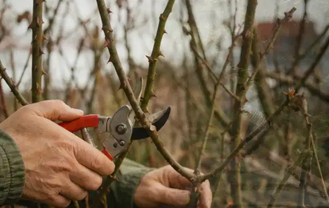 Hände schneiden einen älteren Rosenstrauch mit einer sauberen Gartenschere; Thema Sukkulenten, Schwerpunkt Pflanzen; Umsetzung.