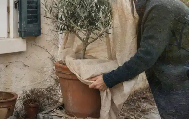 Person umhüllt eine mediterrane Kübelpflanze mit atmungsaktivem Winterschutz; Thema Sukkulenten, Schwerpunkt Pflanzen; Ergebnis.