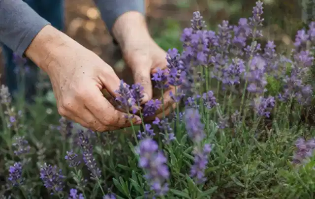 Hände pflegen blühenden Lavendel in einem natürlich angelegten Gartenbeet; Thema Sukkulenten, Schwerpunkt Pflanzengesundheit; Ausgangslage.