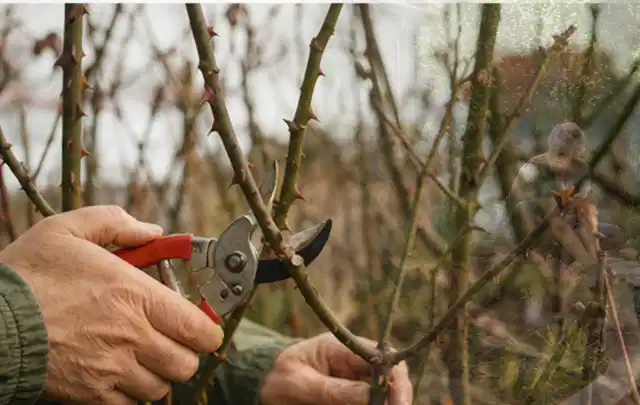 Hände schneiden einen älteren Rosenstrauch mit einer sauberen Gartenschere; Thema Sukkulenten, Schwerpunkt Pflanzengesundheit; Umsetzung.