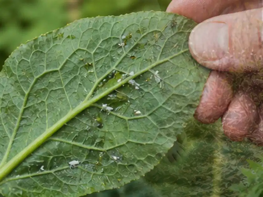 Hand hält ein Blatt mit kleinen hellen Schädlingen auf der Unterseite; Thema Sukkulenten, Schwerpunkt Pflanzenschutz; Titelbild.