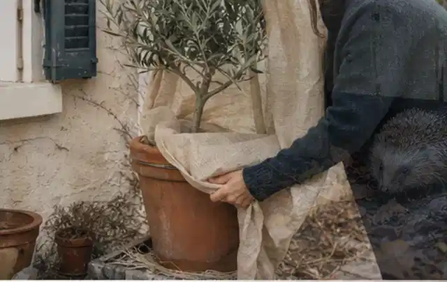 Person umhüllt eine mediterrane Kübelpflanze mit atmungsaktivem Winterschutz; Thema Sukkulenten, Schwerpunkt Pflanzenschutz; Umsetzung.