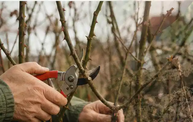 Hände schneiden einen älteren Rosenstrauch mit einer sauberen Gartenschere; Thema Sukkulenten, Schwerpunkt Pflanzenschutz; Ergebnis.