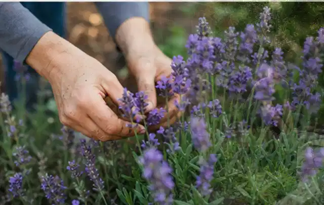 Hände pflegen blühenden Lavendel in einem natürlich angelegten Gartenbeet; Thema Sukkulenten, Schwerpunkt Pflanzpartner; Umsetzung.