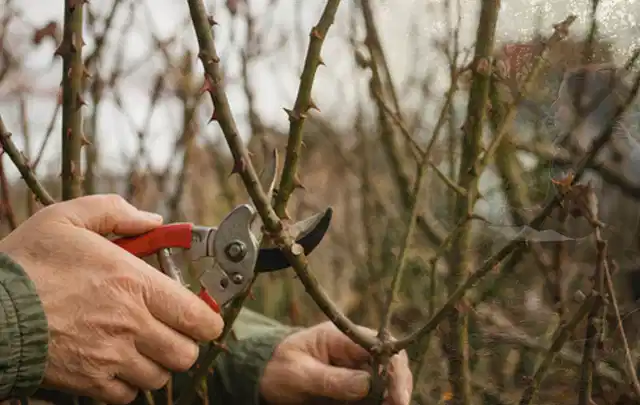 Hände schneiden einen älteren Rosenstrauch mit einer sauberen Gartenschere; Thema Sukkulenten, Schwerpunkt Pflanzpartner; Kontrolle.
