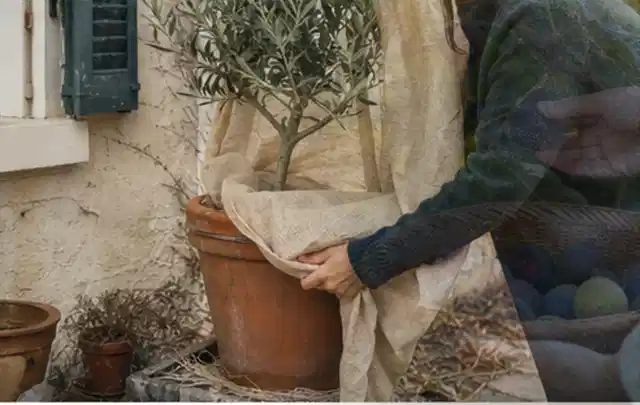 Person umhüllt eine mediterrane Kübelpflanze mit atmungsaktivem Winterschutz; Thema Sukkulenten, Schwerpunkt Rückschnitt; Umsetzung.