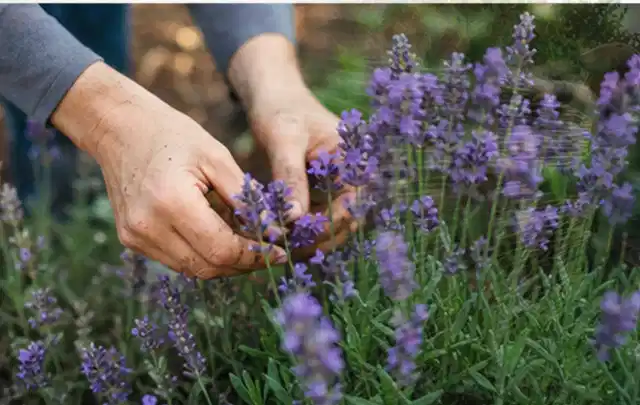 Hände pflegen blühenden Lavendel in einem natürlich angelegten Gartenbeet; Thema Sukkulenten, Schwerpunkt Sortenwahl; Kontrolle.