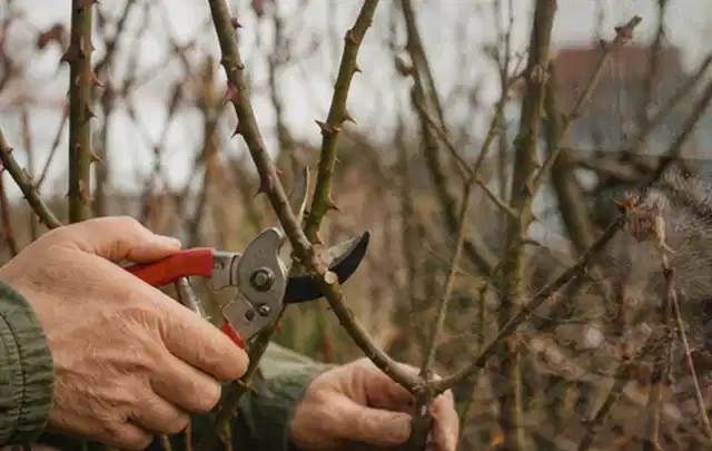 Hände schneiden einen älteren Rosenstrauch mit einer sauberen Gartenschere; Thema Sukkulenten, Schwerpunkt Sortenwahl; Praxisalltag.