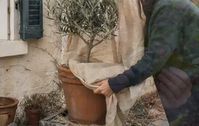 Person umhüllt eine mediterrane Kübelpflanze mit atmungsaktivem Winterschutz; Thema Sukkulenten, Schwerpunkt Topfkultur; Kontrolle.