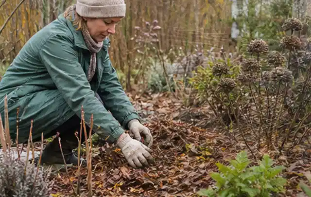 Person verteilt eine schützende Mulchschicht zwischen winterlichen Stauden; Thema Sukkulenten, Schwerpunkt Vermehrung; Umsetzung.