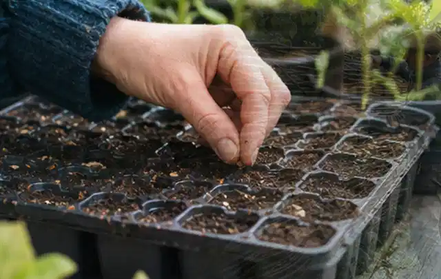Hand legt einzelne Samen in vorbereitete Anzuchtschalen mit lockerer Erde; Thema Sukkulenten, Schwerpunkt Winterpflege; Umsetzung.