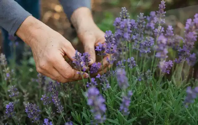 Hände pflegen blühenden Lavendel in einem natürlich angelegten Gartenbeet; Thema Sukkulenten, Schwerpunkt Winterpflege; Praxisalltag.
