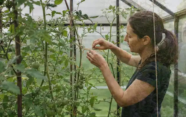 Person bindet junge Tomatentriebe in einem privaten Gewächshaus vorsichtig an; Thema Thymian, Schwerpunkt Balkongarten; Kontrolle.