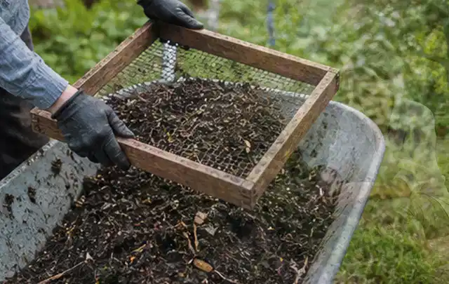 Behandschuhte Hände sieben reifen Kompost über einer Gartenschubkarre; Thema Thymian, Schwerpunkt Bewässerung; Ergebnis.