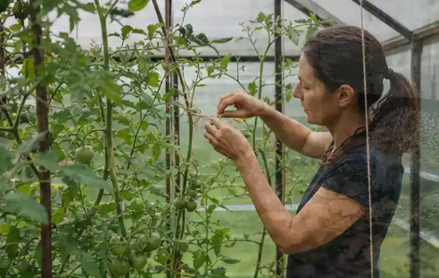 Person bindet junge Tomatentriebe in einem privaten Gewächshaus vorsichtig an; Thema Thymian, Schwerpunkt Boden; Umsetzung.
