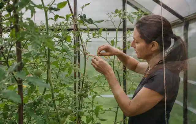 Person bindet junge Tomatentriebe in einem privaten Gewächshaus vorsichtig an; Thema Thymian, Schwerpunkt Einsteigerwissen; Ausgangslage.