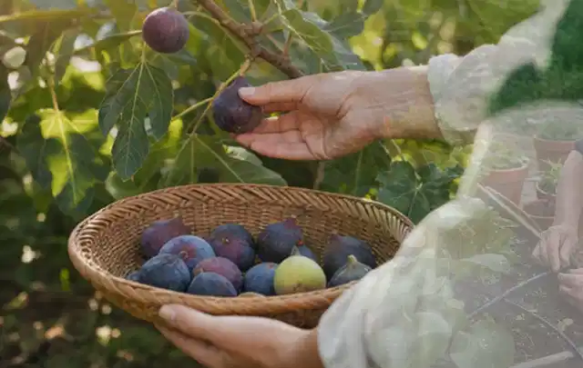 Hand pflückt eine reife Feige über einem flachen Korb mit Früchten; Thema Thymian, Schwerpunkt Einsteigerwissen; Praxisalltag.