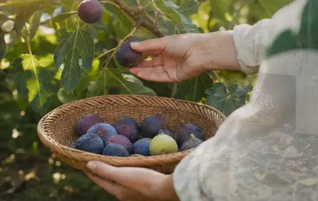Hand pflückt eine reife Feige über einem flachen Korb mit Früchten; Thema Thymian, Schwerpunkt Ernte; Umsetzung.