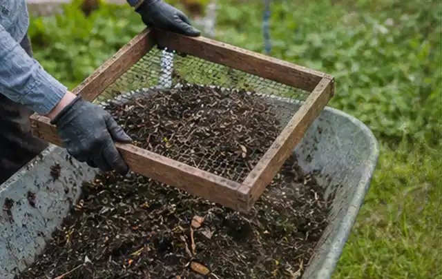 Behandschuhte Hände sieben reifen Kompost über einer Gartenschubkarre; Thema Thymian, Schwerpunkt Ernte; Kontrolle.